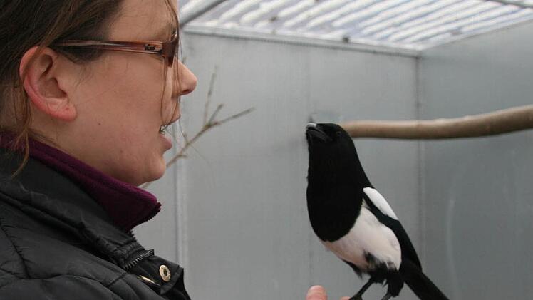 Die Elster mit dem Namen Bürzel ist vier Jahre lang in einem Käfig gefangen gehalten worden, traut sich deshalb nicht mehr auf den Boden. Sie könnte in freier Wildbahn nicht alleine überleben.