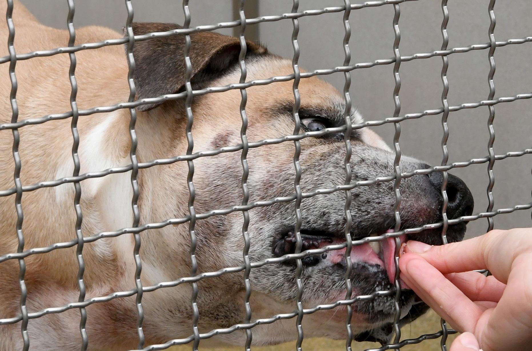 Nach tödlichem Angriff Welche Hunderassen sind gefährlich?