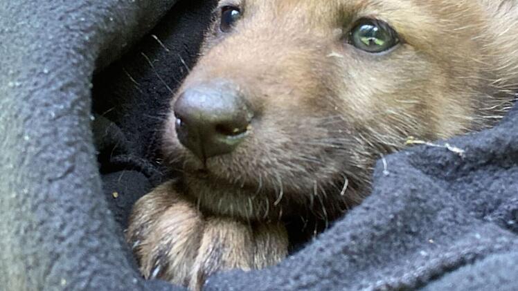 Bad Kissingen: Tierschützerin berichtet von Wolfswelpenfund in Franken - "gab es so noch nie"