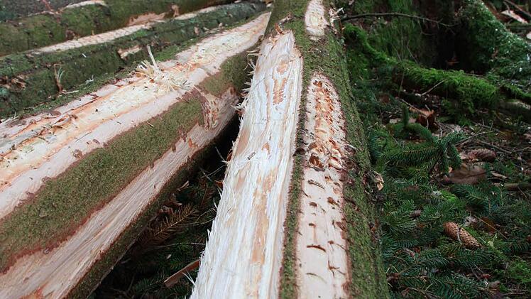 Stadtförster Alexander Maunz erklärt, warum ein Rundumschlag dem Wald neue Kraft verleiht und warum Kroatien für den Kissinger "Wald der Zukunft" Vorbild sein kann. Foto: Carmen Schmitt