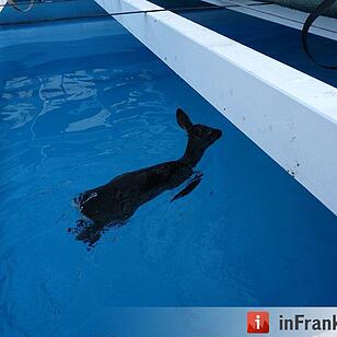 Reh fällt in den Pool und wird gerettet