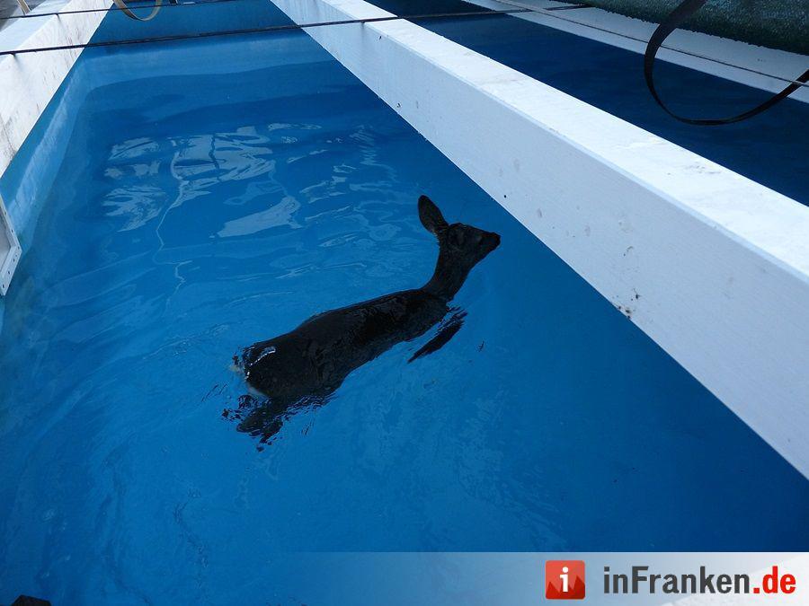Reh fällt in den Pool und wird gerettet