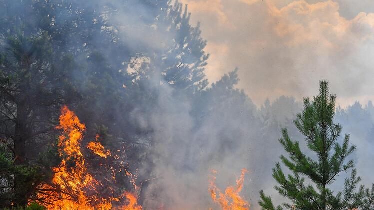 In einem Wald in Nürnberg, nahe der Autobahn 73, kämpften am Samstag zahlreiche Einsatzkräfte gegen einen Waldbrand. Symbolfoto: Patrick Pleul/zb/dpa