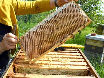 Hobbyimkerin im S&uuml;den Leipzigs