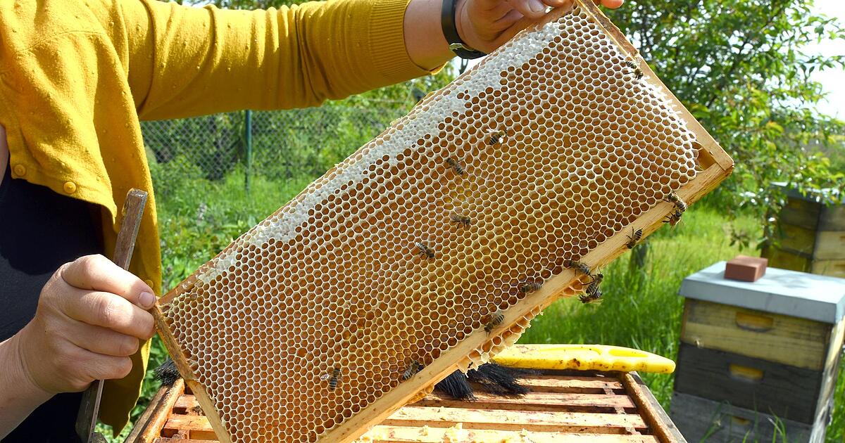 Imker-ernten-Rekordwert-Preis-f-r-Honig-steigt