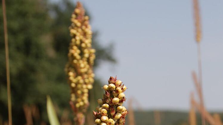 Für sein  "Vogelpick"   baut Landwirt Alfred Winkler auch Sorghum (Körnerhirse) an. Foto: Christian Bauriedel