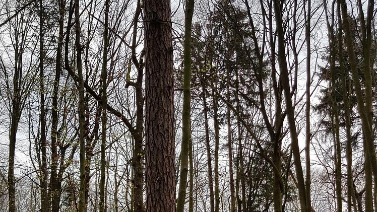 Foto: Ronald Heck