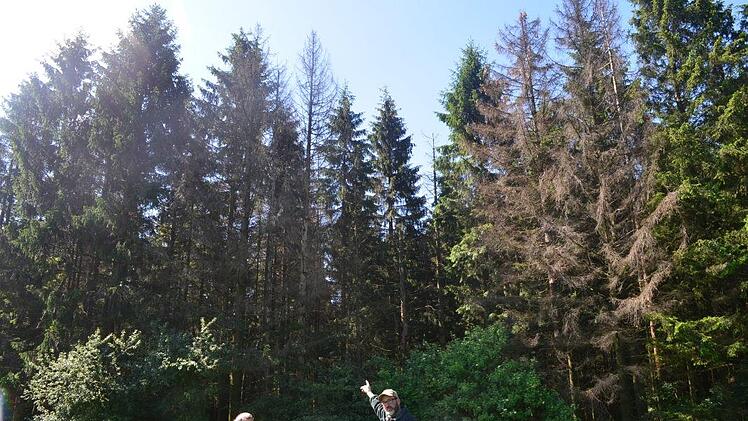 Fichtengipfel werden rot, Bäume sterben ab -  vielerorts zeigen Fichtenwälder der Region zur Zeit dieses Bild. Foto:  Bernhard Zürner