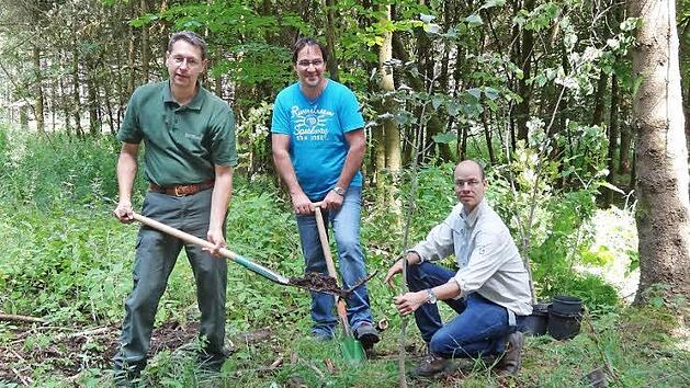 Als Dankesch&ouml;n f&uuml;r die vorbildliche Zusammenarbeit in Sachen Klimaschutz und als regionaler Partner wurden im Bereich der L&auml;nzinger K&ouml;rperschaft junge klimatolerante B&auml;ume durch das Amt f&uuml;r Ern&auml;hrung, Landwirtschaft und Forsten zur Verf&uuml;gung gestellt und publikumswirksam gepflanzt. Das Bild zeigt von link: Forstoberrat Huber T&uuml;rich, den Vorsitzenden der L&auml;nzinger K&ouml;rperschaft G&uuml;nter Fellenstein und Klimafachmann Peter Bittermann.  Foto: Marion Eckert