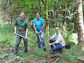 Als Dankeschön für die vorbildliche Zusammenarbeit in Sachen Klimaschutz und als regionaler Partner wurden im Bereich der Länzinger Körperschaft junge klimatolerante Bäume durch das Amt für Ernährung, Landwirtschaft und Forsten zur Verfügung gestellt und publikumswirksam gepflanzt. Das Bild zeigt von link: Forstoberrat Huber Türich, den Vorsitzenden der Länzinger Körperschaft Günter Fellenstein und Klimafachmann Peter Bittermann.  Foto: Marion Eckert