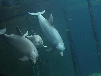 Seit 23. April tummelt sich Delfinmädchen Nami (Mitte) in allen Becken der Delfinlagune. Auf dem Foto, aufgenommen durch die Unterwasserscheibe im "Blauen Salon" der Lagune, ist sie mit ihrer Mutter Sunny und "Tante" Jenny zu sehen.  Foto: Tiergarten Nürnberg