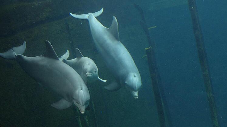 Seit 23. April tummelt sich Delfinmädchen Nami (Mitte) in allen Becken der Delfinlagune. Auf dem Foto, aufgenommen durch die Unterwasserscheibe im "Blauen Salon" der Lagune, ist sie mit ihrer Mutter Sunny und "Tante" Jenny zu sehen.  Foto: Tiergarten Nürnberg