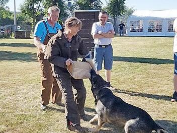 Rüde Damko bei der Schutzdienstarbeit Foto: Marliese Nagengast