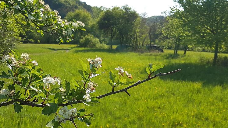 Streuobstwiesen wie hier bei Egloffstein gehören zu den artenreichsten Lebensräumen Mitteleuropas. Viele Wiesen könnten nun jedoch ihren Biotopstatus verlieren. Foto: Ronald Heck