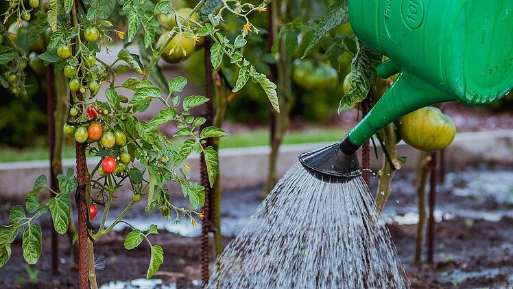 Besonders Tomatenpflanzen sollen von dem Naturdünger profitieren können.