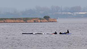 Rettungsaktion f&uuml;r den Buckelwal