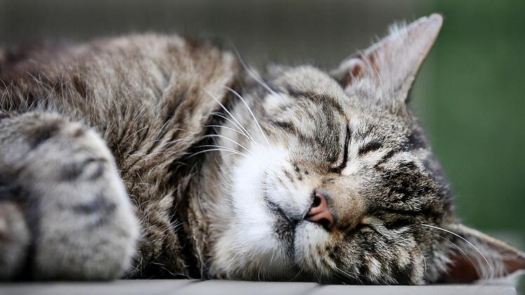 Dem Freiheitsdrang der Katze der Nachbarin setzte ein Altenkunstadter ein (vermeintliches) Ende: durch Sterilisation.  Foto: Martin Gerten/dpa
