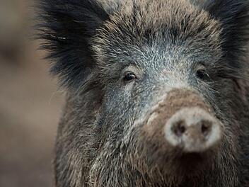 Die Schweinepest breitet sich seit fünf Jahren in Europa aus. Foto: Lino Mirgeler/dpa