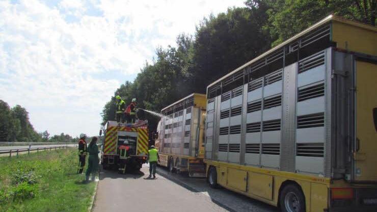 Nicht zum Löschen eines Brandes oder zur Bergung von Unfallopfer, sondern zum Tränken und Kühlen von 110 Schlachtschweinen und 350 Ferkeln ist die Bad Brückenauer Feuerwehr am Freitag auf die Autobahn gefahren. Foto: Polizei