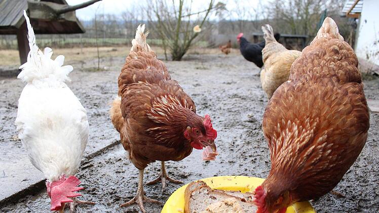 Die Hennen sind den ganzen Tag drau&szlig;en. Foto: Cindy D&ouml;tschel
