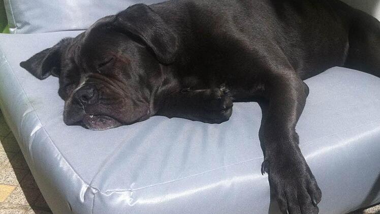Siesta: Die Neumanns hoffen, dass Zina bald wieder so entspannt auf ihrem Balkon schlafen kann. Dafür haben sie 5000 Euro Belohnung ausgesetzt. Foto: Neumann
