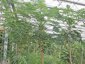 Das Tropenhaus Klein-Eden ist ein Leuchtturmprojekt der Rennsteig-Region. Es kam teurer als geplant. Die Spende von 500 000 Euro soll nun diese Mehrkosten kompensieren. Foto: vs