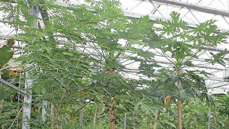 Das Tropenhaus Klein-Eden ist ein Leuchtturmprojekt der Rennsteig-Region. Es kam teurer als geplant. Die Spende von 500 000 Euro soll nun diese Mehrkosten kompensieren. Foto: vs