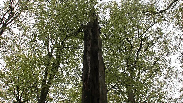 Laubbäume sind für den Feuersalamander essentiell.