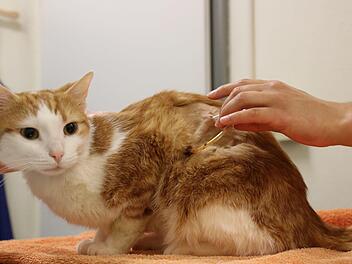 Kater Paul ist noch nicht überm Berg: Mit dem Schlauch pumpten die Tiermediziner Flüssigkeit aus der Lunge.  Foto: Sebastian Schanz