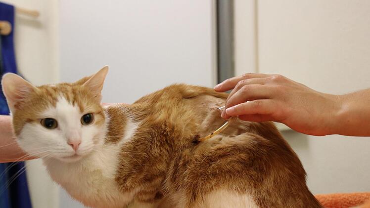 Kater Paul ist noch nicht überm Berg: Mit dem Schlauch pumpten die Tiermediziner Flüssigkeit aus der Lunge.  Foto: Sebastian Schanz