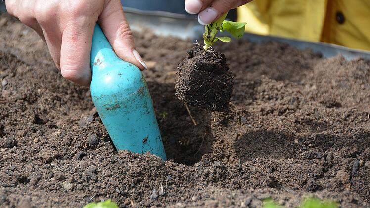 Praxisstunde für Gartenbau im Hausgarten Foto: Dagmar Besand