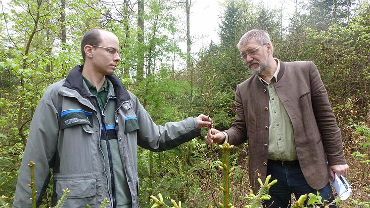 Peter Bittermann (Amt für Ernährung Landwirtschaft und Forsten) und Heinrich Hümpfner (stellvertretender Leiter des Staatlichen Forstbetriebs Bad Brückenau) haben die Zukunft des Waldes im Blick. Foto: Wolfgang Dünnebier