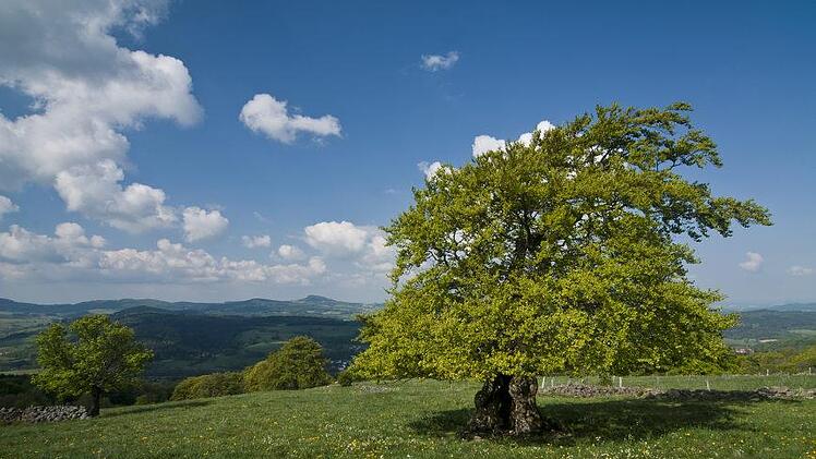 Blick vom Buchschirmküppel zur Milseburg Foto: Jürgen Hüfner