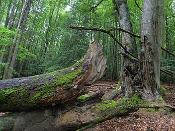 Urwaldszenerie im Schutzgebiet Hoher Buchener Wald bei Ebrach. Mit einem Federstrich hat am Dienstag die Staatsregierung den Schutzstatus für des 775 Hektar großen Wald aufgehoben.