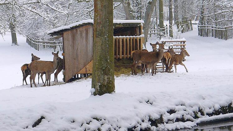 Im auch im Winter geöffneten Tambacher Wildpark lassen sich die Tiere nicht vom Neuschnee stören. Foto: Berthold Köhler