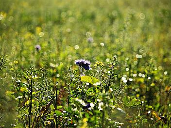 Phacelia