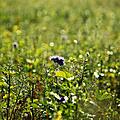 Phacelia