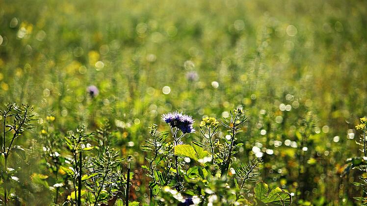 Phacelia