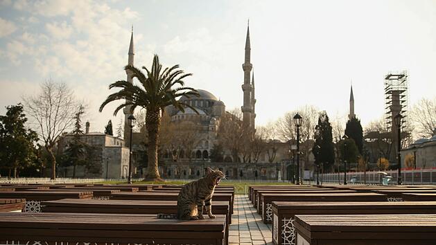 Stra&szlig;enkatze in Istanbul