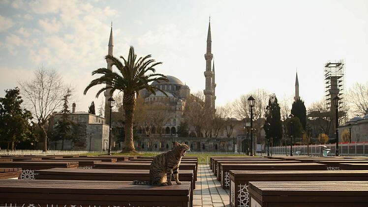 Straßenkatze in Istanbul