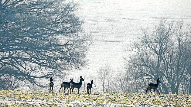 Gerade jetzt bed&uuml;rfen die frei lebenden Tiere wie Hasen oder Rehe der besonderen R&uuml;cksichtnahme. Sie leben im Winter auf "Sparflamme".  Foto: Roland Sch&ouml;nm&uuml;ller