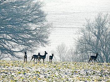 Gerade jetzt bed&uuml;rfen die frei lebenden Tiere wie Hasen oder Rehe der besonderen R&uuml;cksichtnahme. Sie leben im Winter auf "Sparflamme".  Foto: Roland Sch&ouml;nm&uuml;ller