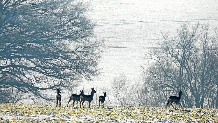 Gerade jetzt bed&uuml;rfen die frei lebenden Tiere wie Hasen oder Rehe der besonderen R&uuml;cksichtnahme. Sie leben im Winter auf "Sparflamme".  Foto: Roland Sch&ouml;nm&uuml;ller