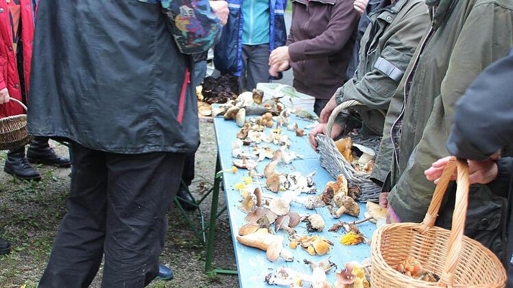 Viele Pilzarten wurde Lothar Krieglsteiner vorgelegt