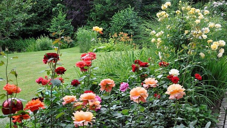 Garten Weichert Rosenbeet Foto: Alexandra Kemnitzer