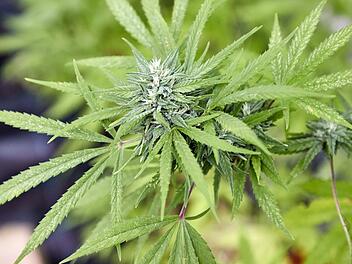 Cannabis