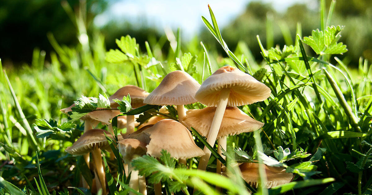 Mushrooms in the garden: Recognizing the danger for children and animals