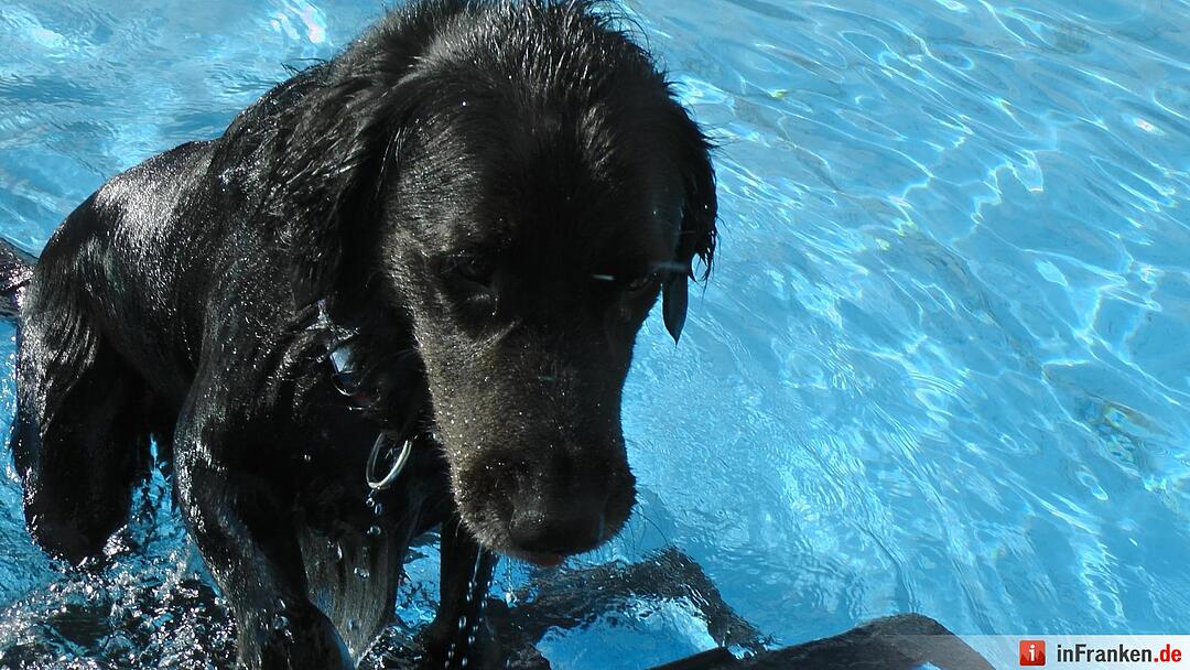 Hundebadetag im Freibad Eltmann