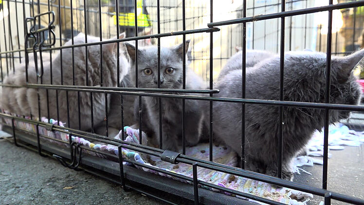 Zimmerbrand in Wohnhaus: Mehrere Katzen verendet