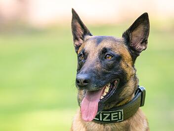 Polizeihund bei&szlig;t Mann in den Arm